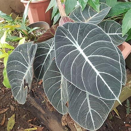 Alocasia reginula