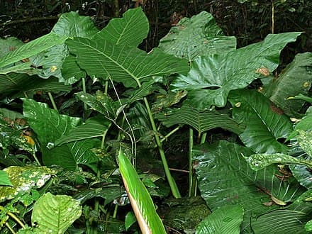 Alocasia sarawakensis
