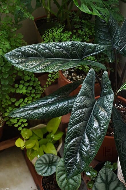 Alocasia scalprum