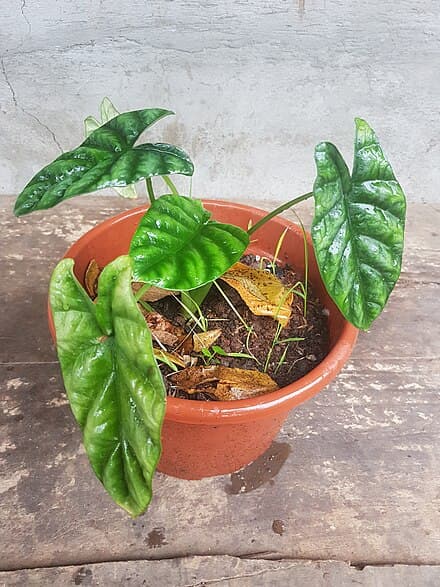 Alocasia sinuata