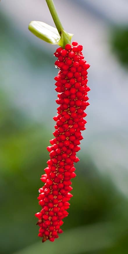 Anthurium bakeri
