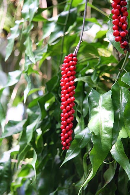 Anthurium gracile