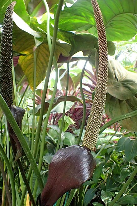 Anthurium watermaliense