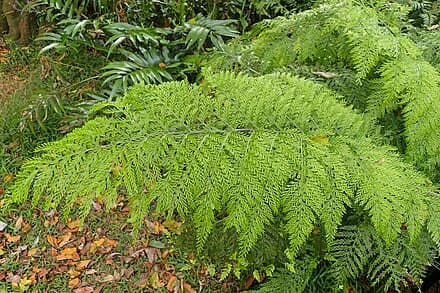 Asplenium bulbiferum
