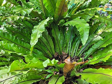 Asplenium nidus
