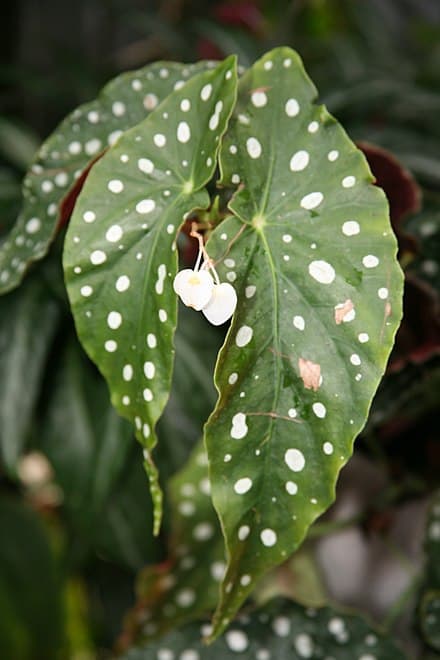 Begonia maculata