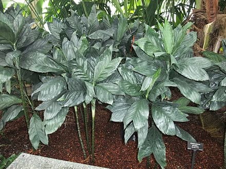 Chamaedorea metallica