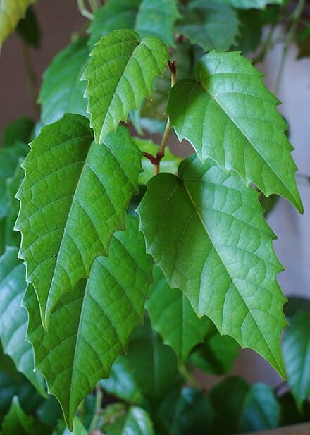 Cissus antarctica