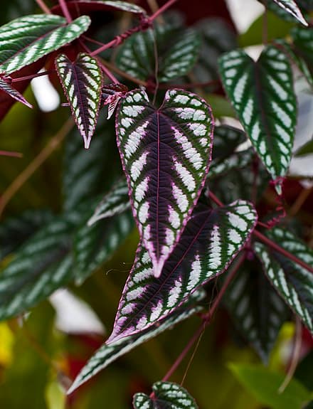 Cissus discolor