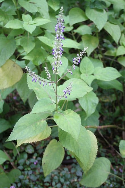 Coleus scutellarioides
