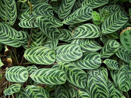 Ctenanthe burle-marxii