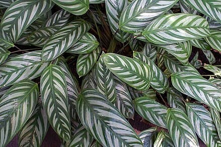 Ctenanthe oppenheimiana