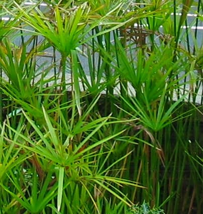 Cyperus alternifolius