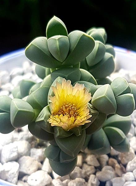 Delosperma lehmannii