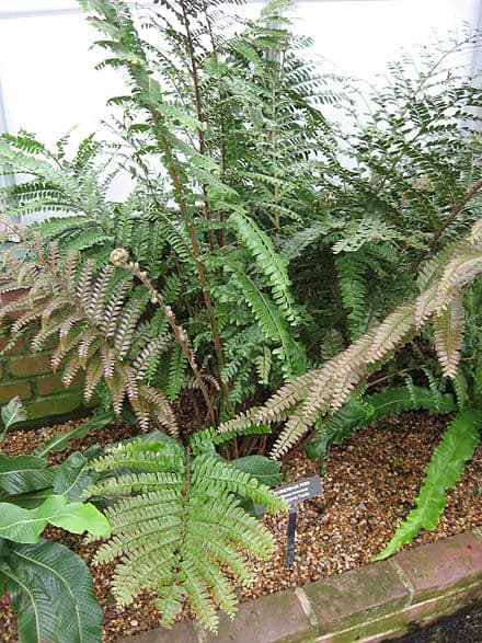 Didymochlaena