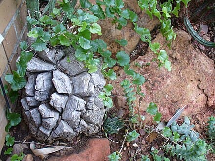 Dioscorea elephantipes