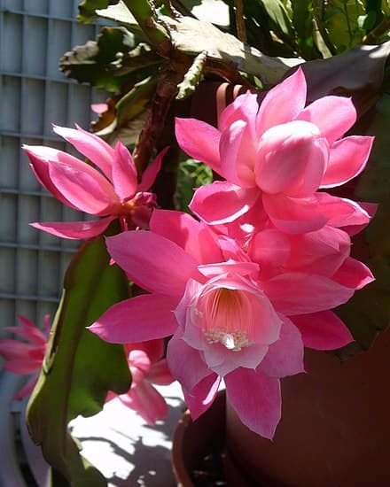 Disocactus phyllanthoides