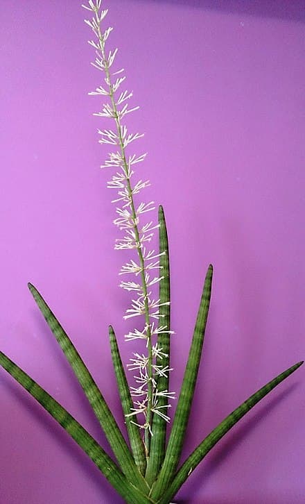 Dracaena angolensis