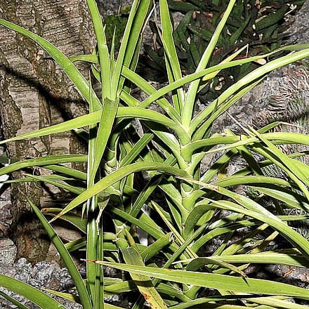 Dracaena arborescens