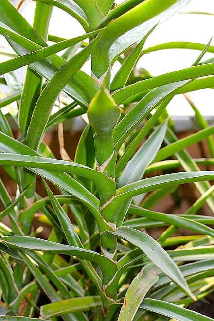 Dracaena bagamoyensis