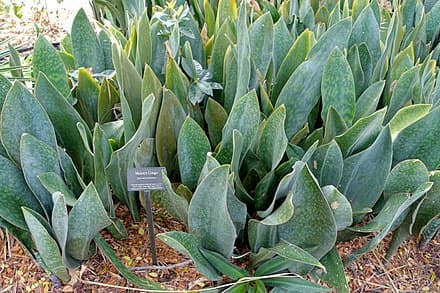 Dracaena masoniana