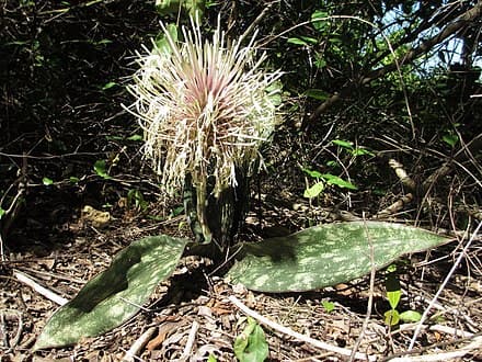 Dracaena pethera