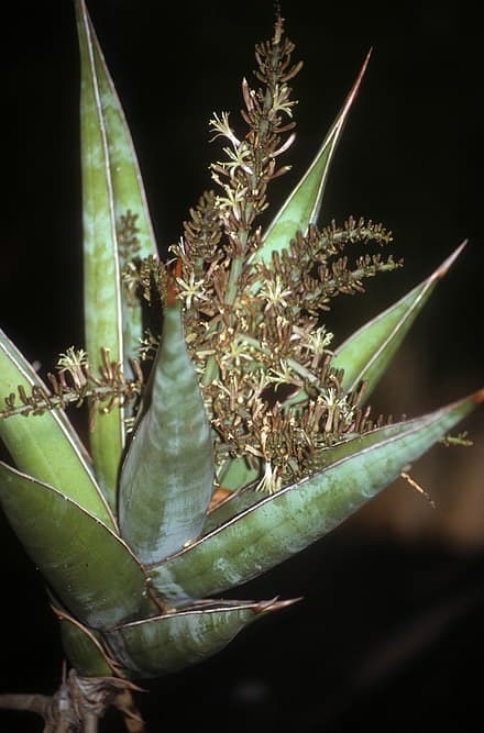 Dracaena pinguicula