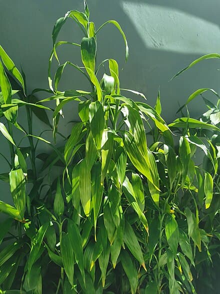 Dracaena sanderiana