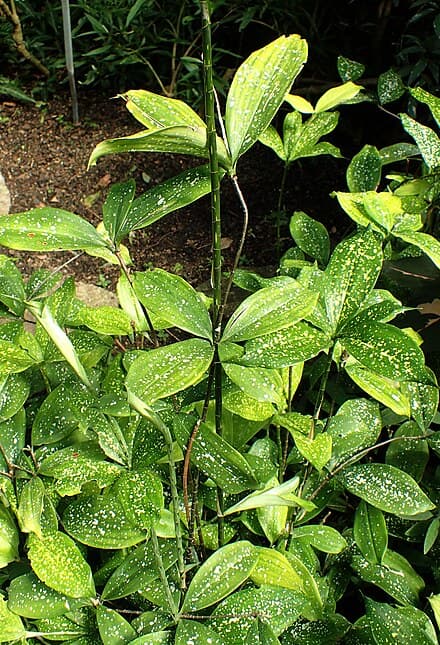 Dracaena surculosa
