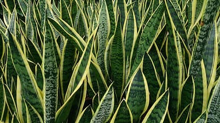 Dracaena trifasciata