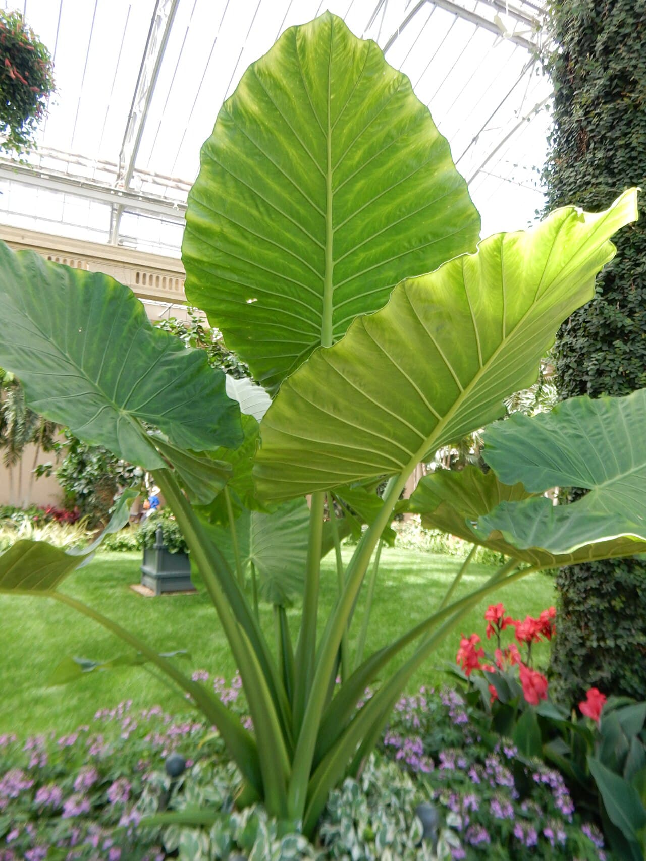 Englerarum