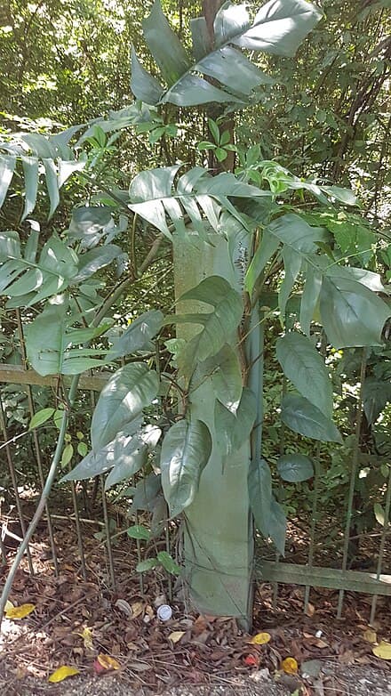Epipremnum pinnatum
