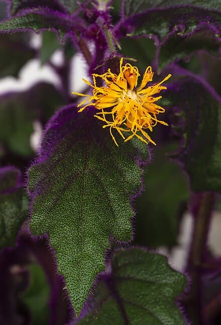 Image of Gynura aurantiaca (Gynura aurantiaca)