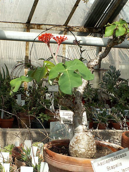 Jatropha podagrica