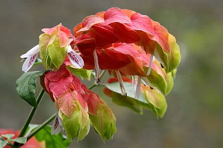 Justicia brandegeeana