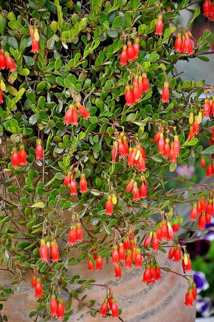 Kalanchoe manginii