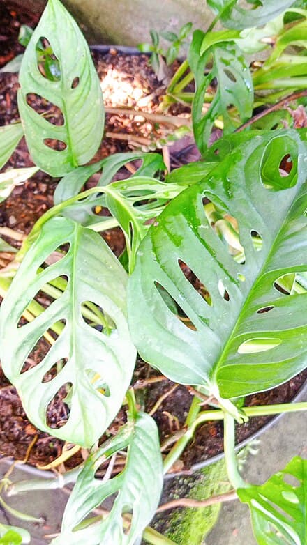 Monstera adansonii