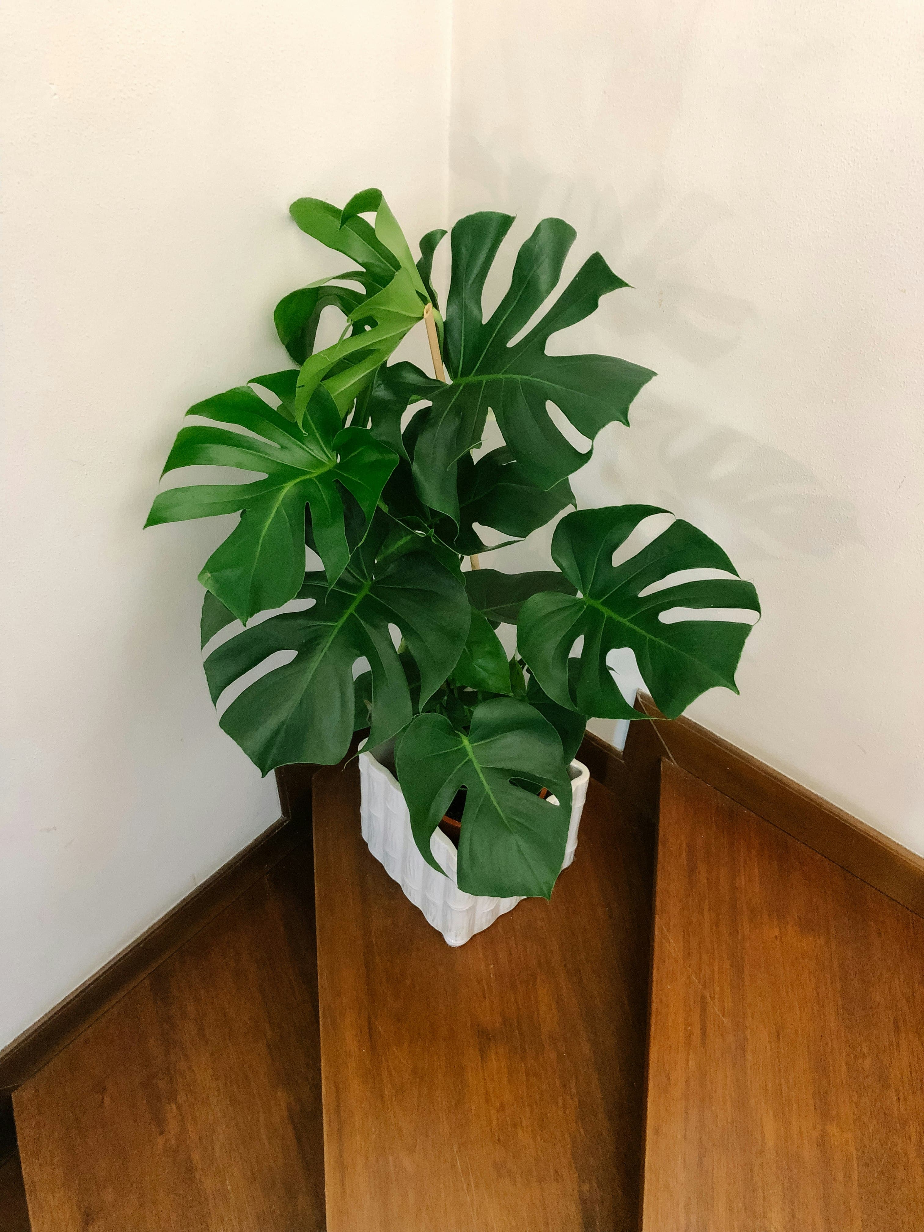 Monstera Deliciosa