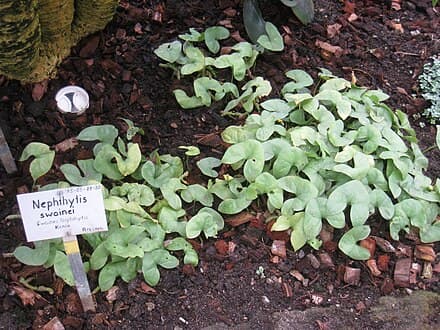 Nephthytis