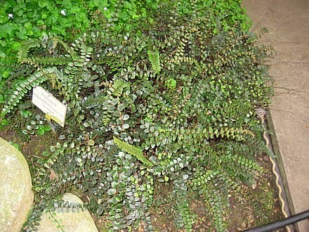 Pellaea rotundifolia
