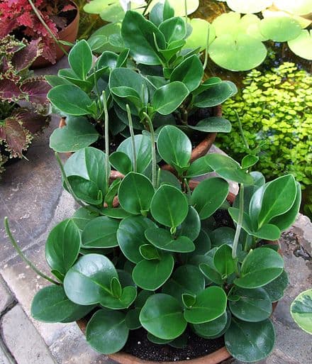 Peperomia obtusifolia