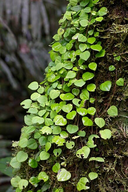 Peperomia serpens