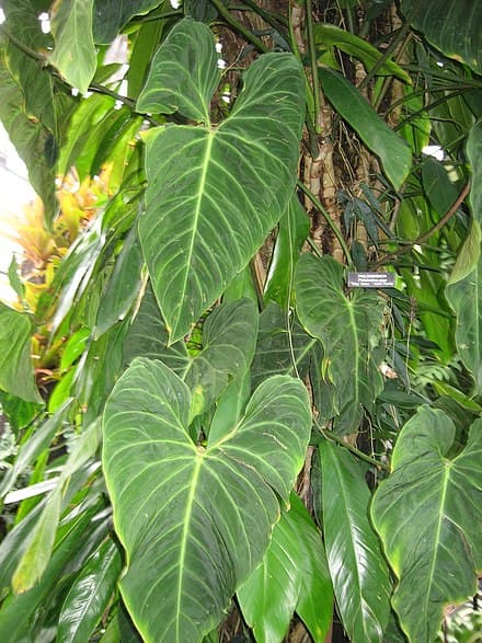 Unknown plant