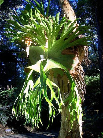 Platycerium superbum