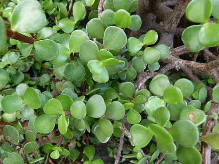 Image of Portulacaria afra (Portulacaria afra)