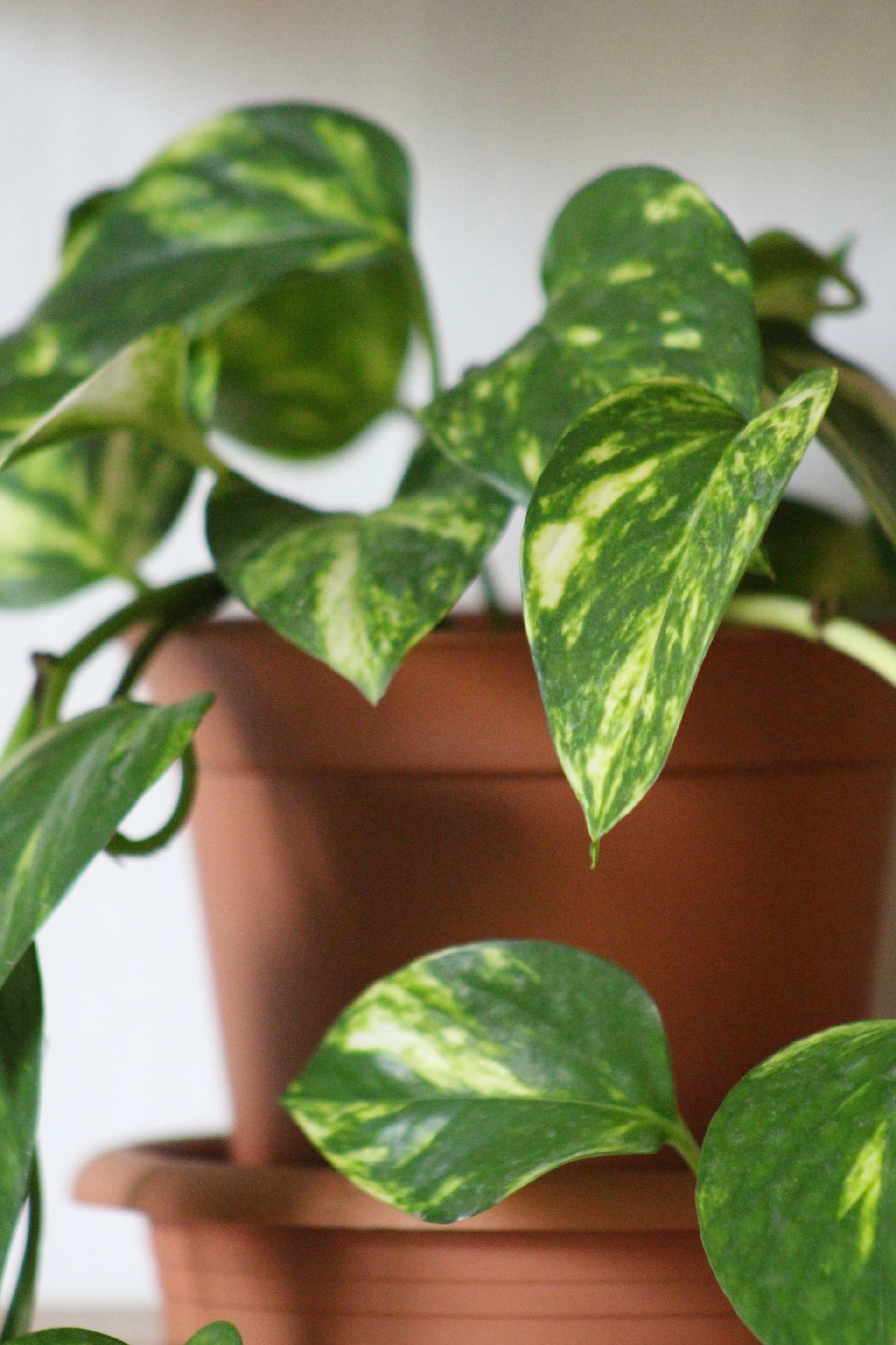 Pothos