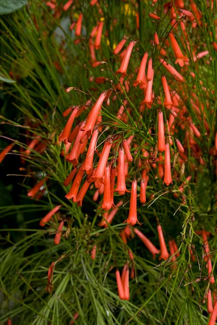Russelia equisetiformis