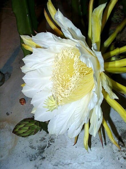 Selenicereus costaricensis
