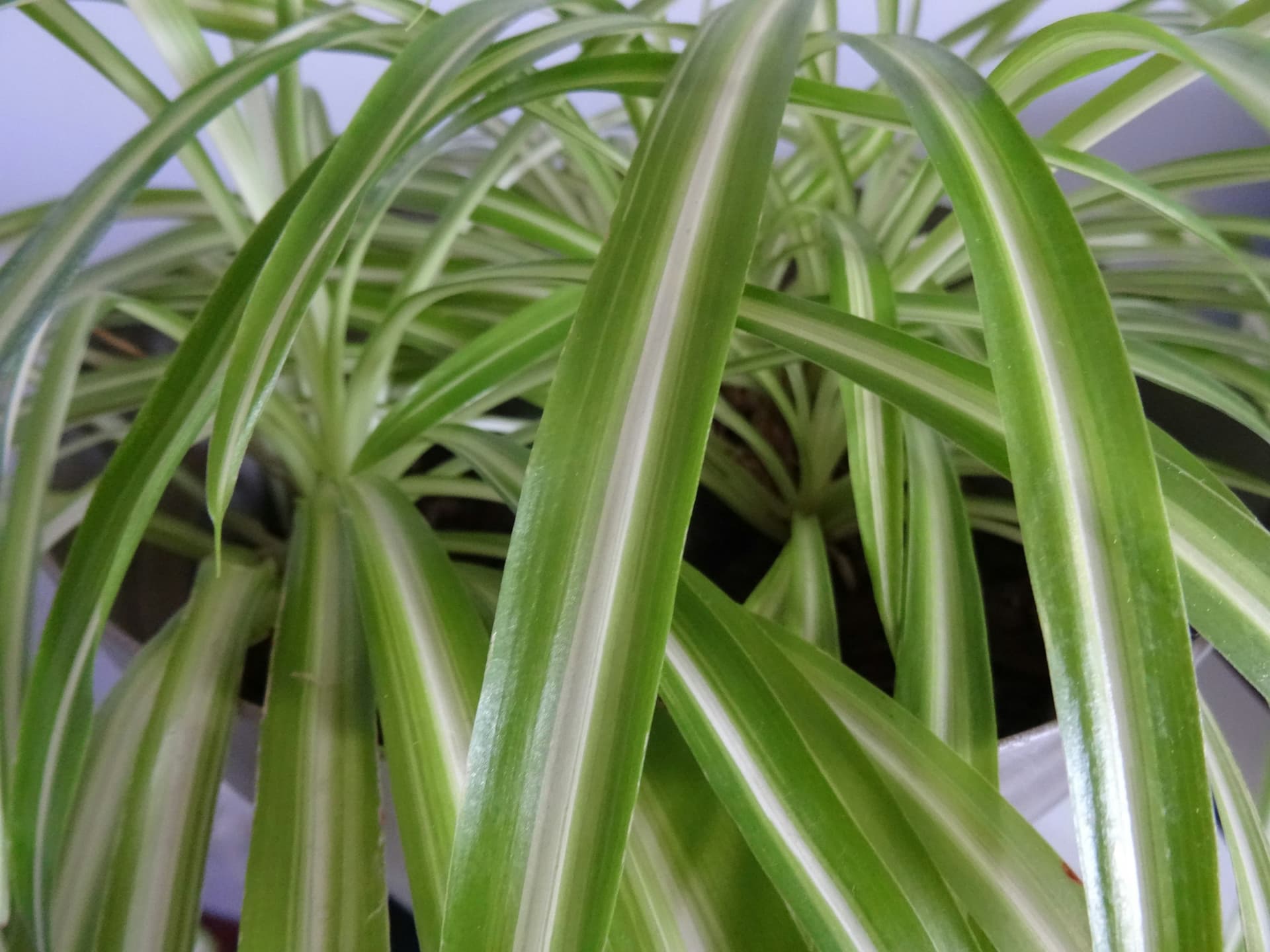 Spider Plant