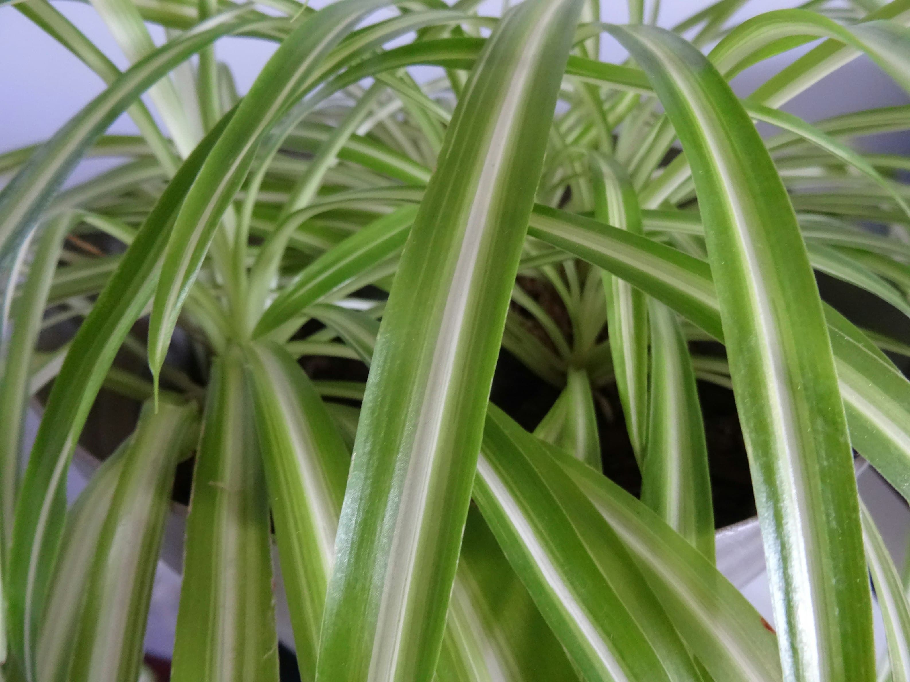 Spider Plant